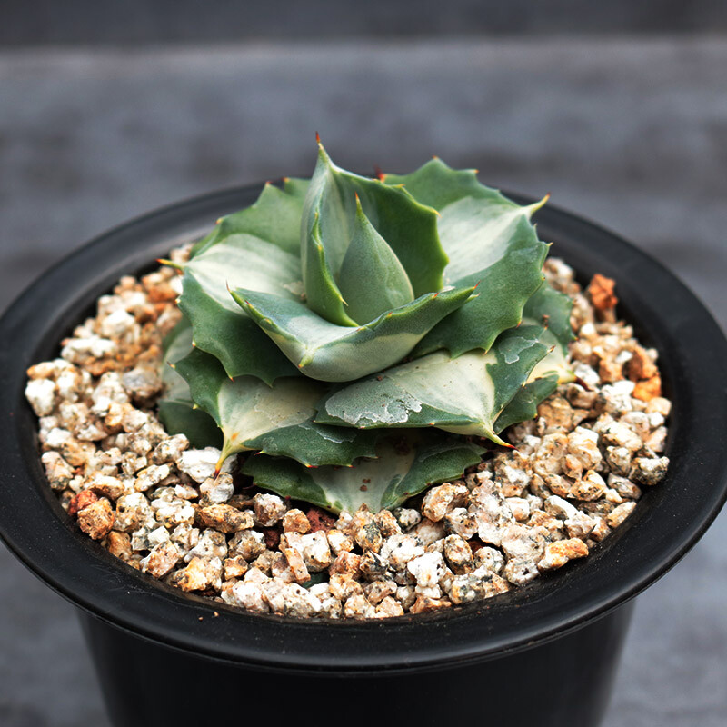 5-6cm Agave Isthmensis Mediopicta Alba