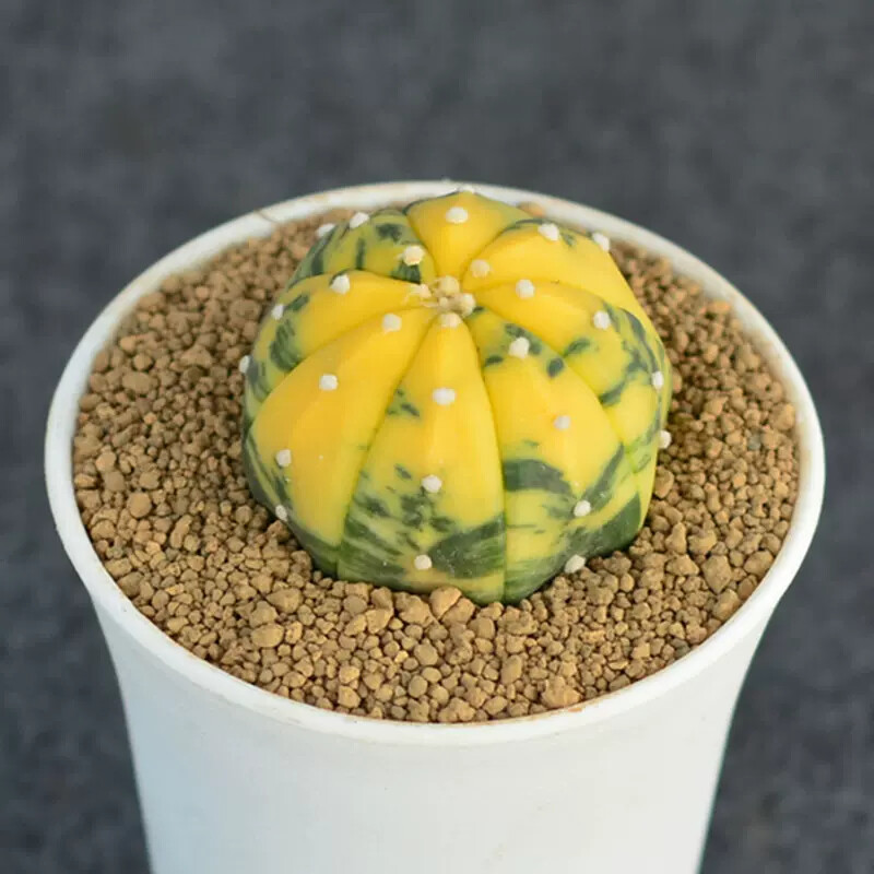 3cm 1PCS Astrophytum Asterias Yellow Variegated