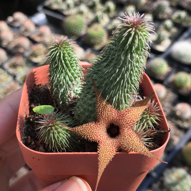 4-6CM 1PCS Huernia pillansii