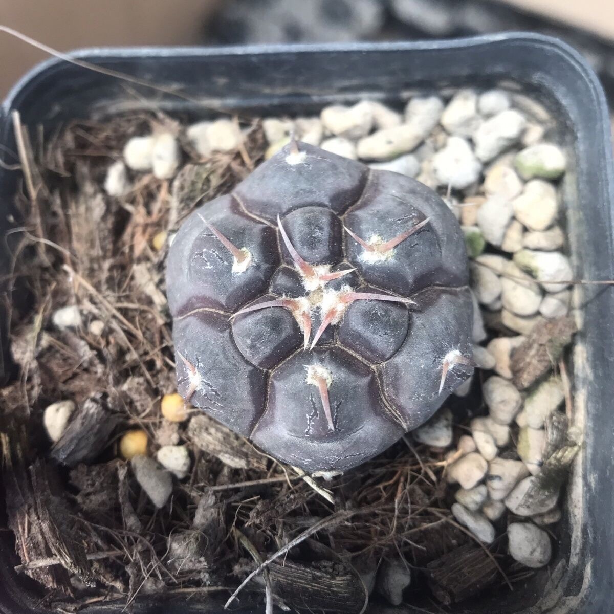3cm Gymnocalycium Prochazkianum