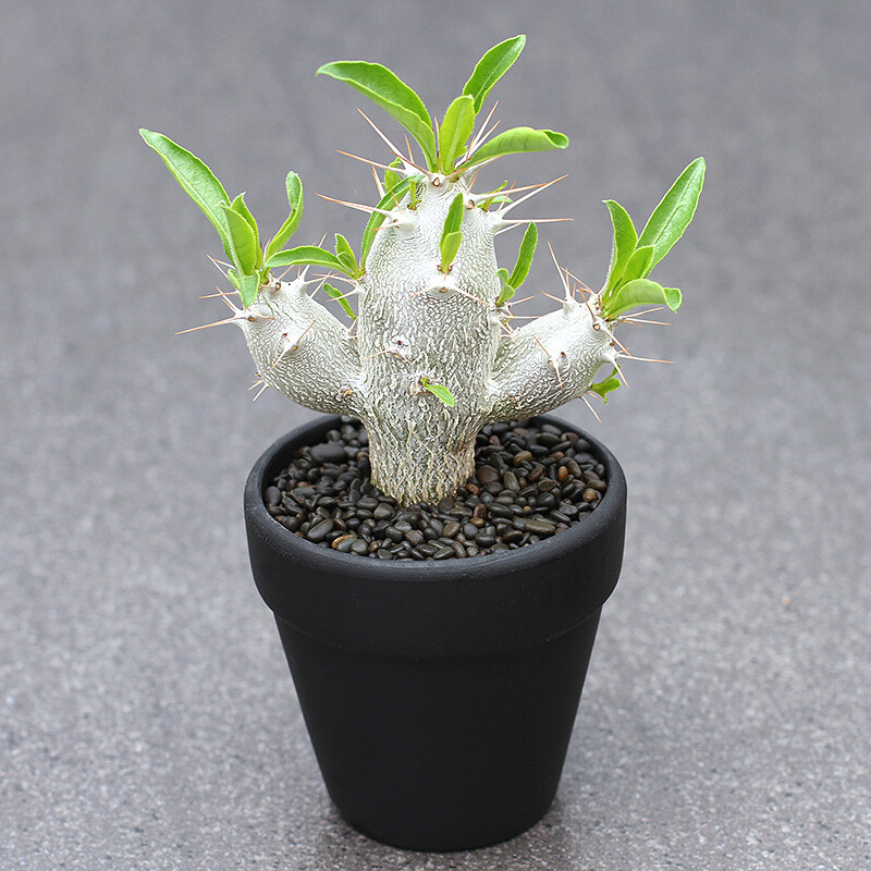 7-8cm Pachypodium saundersii