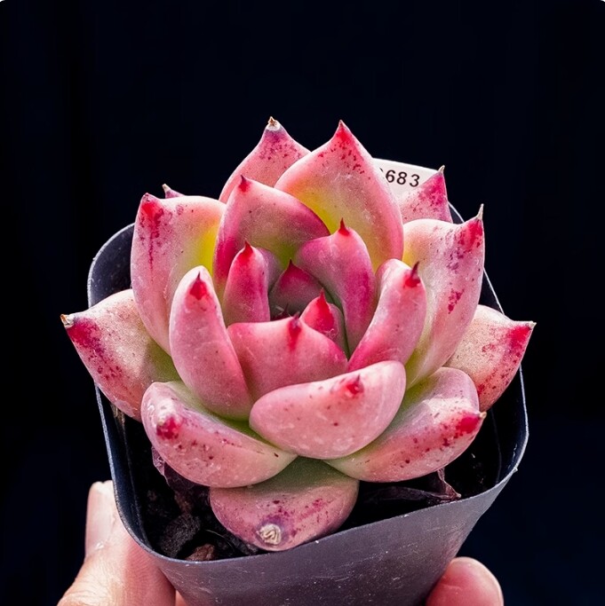 4cm Echeveria 'Honey pink'