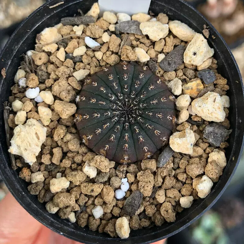 3CM Frailea asterioides