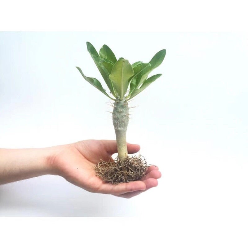 7-8cm Pachypodium saundersii