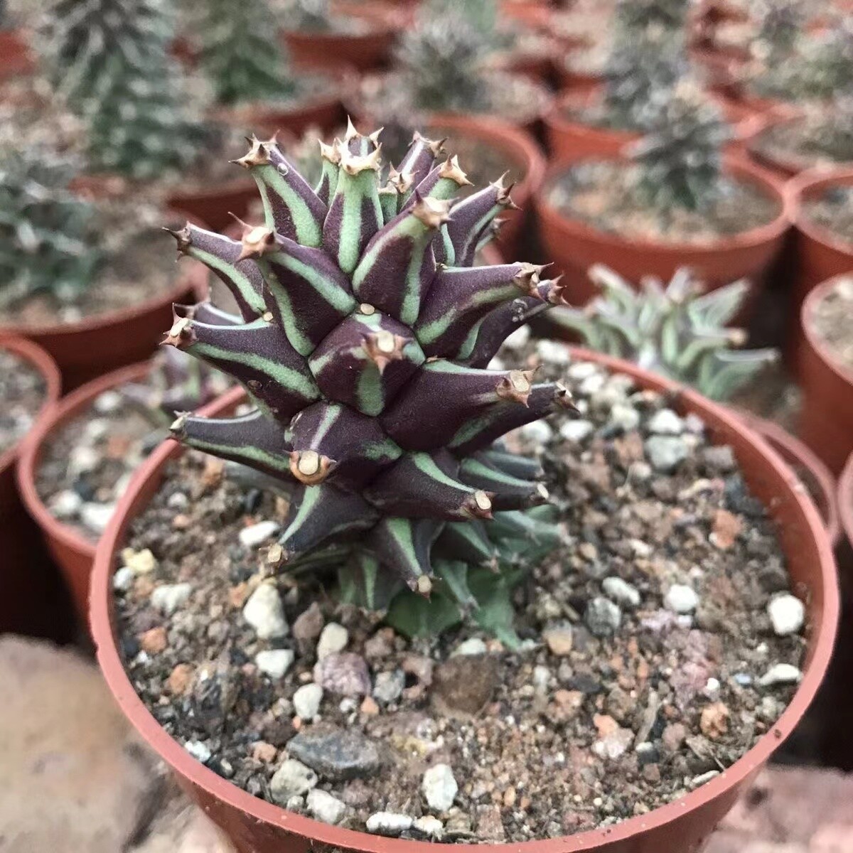 6-8cm Monadenium guentheri