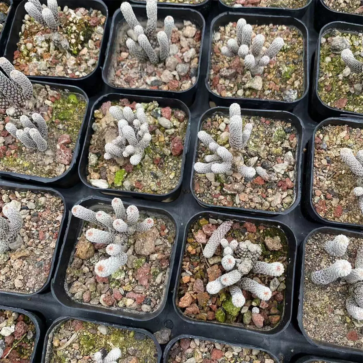 1PCS 5-6cm Turbinicarpus minimus