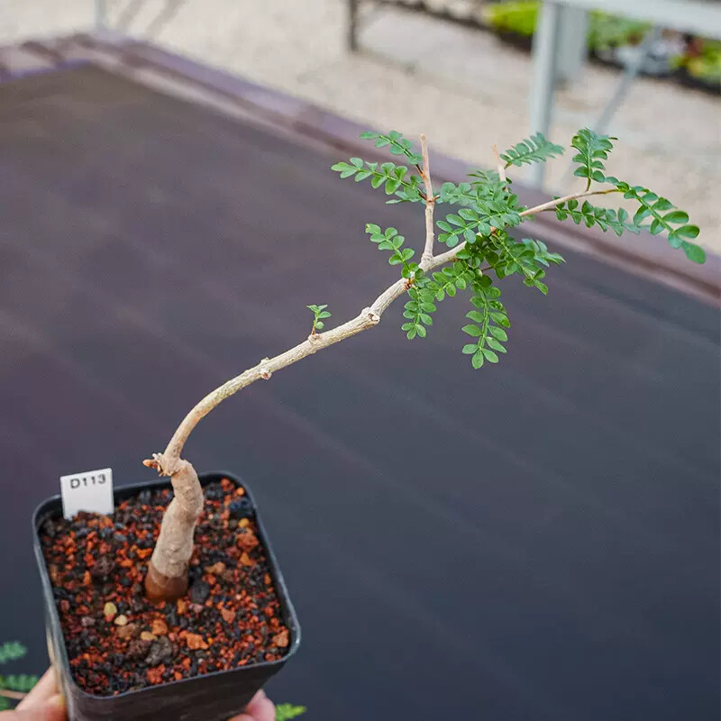 2cm Operculicarya pachypus