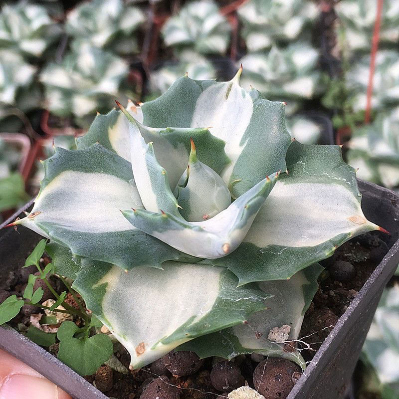 5-6cm Agave Isthmensis Mediopicta Alba