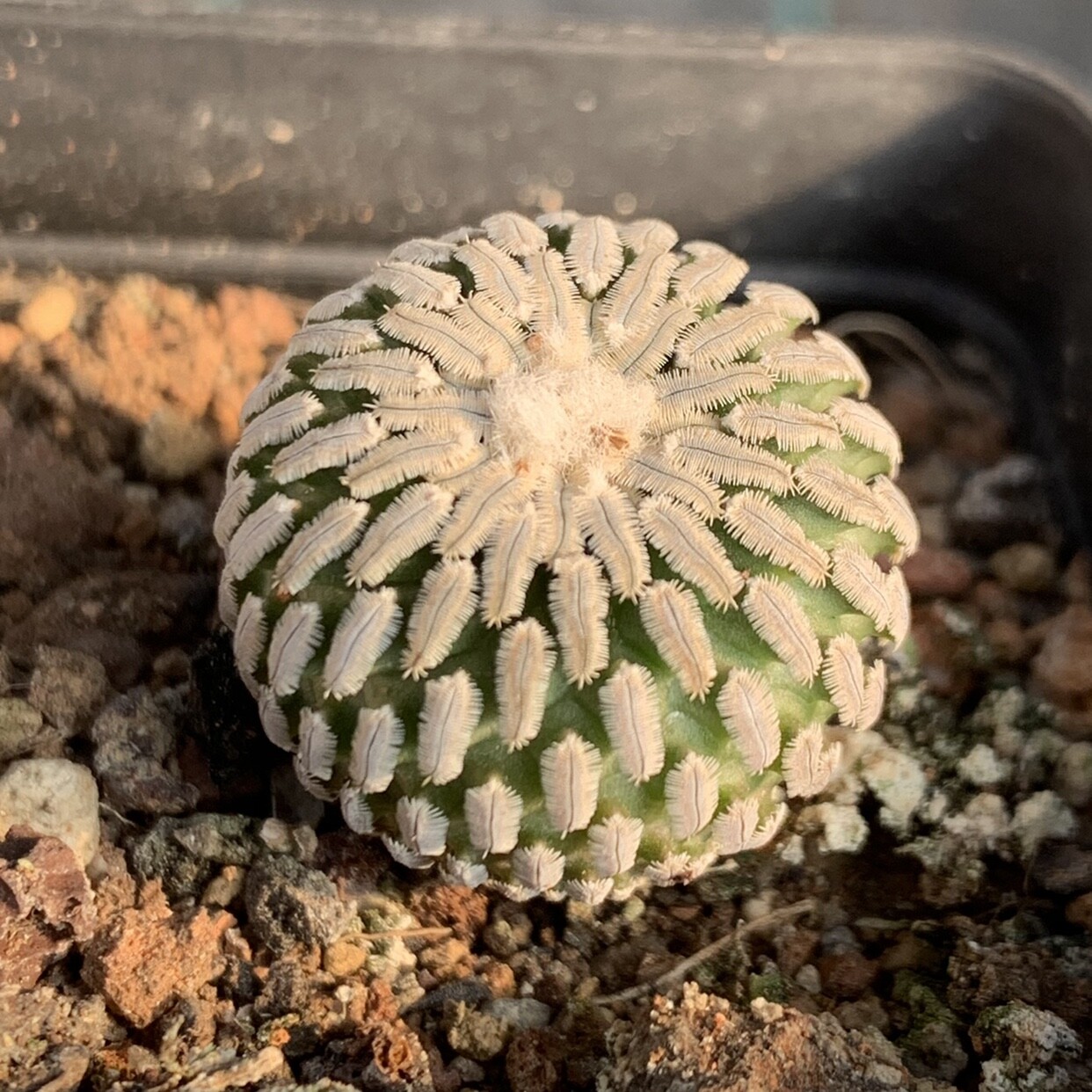 2-3cm Turbinicarpus pseudopectinatus