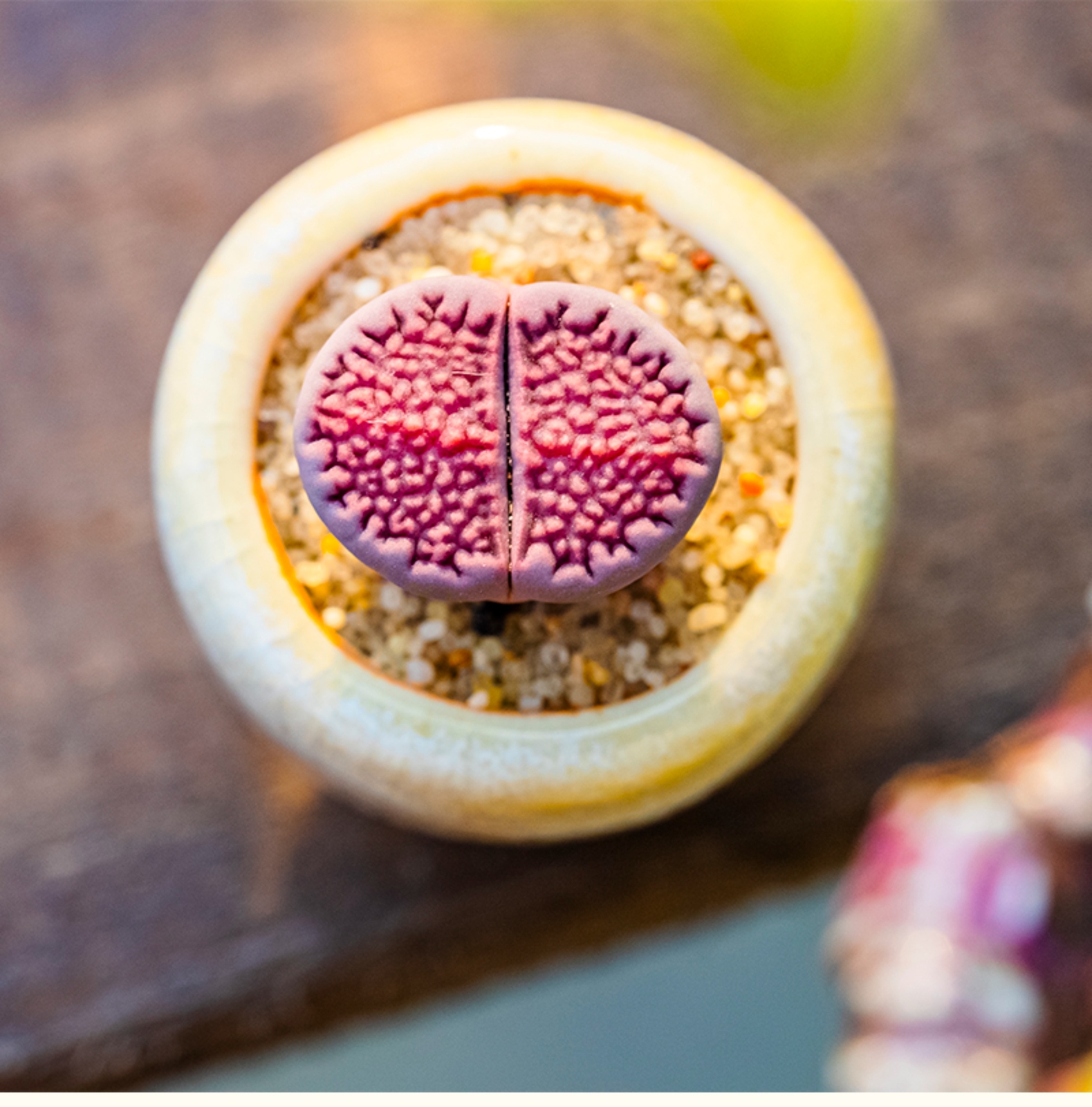 1.5-2cm Lithops Hallii Purple