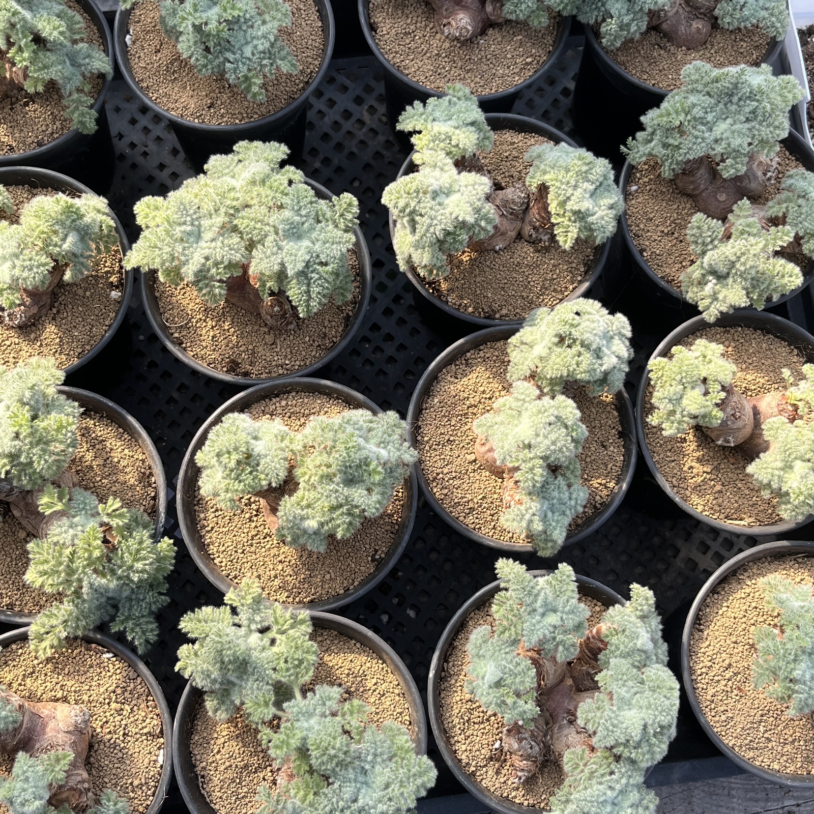 2-2.5cm Pelargonium Appendiculatum Triste