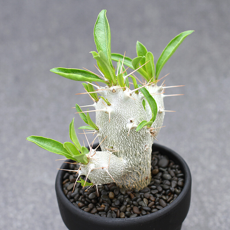 7-8cm Pachypodium saundersii