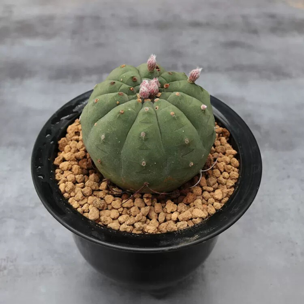 4cm Matucana madisoniorum