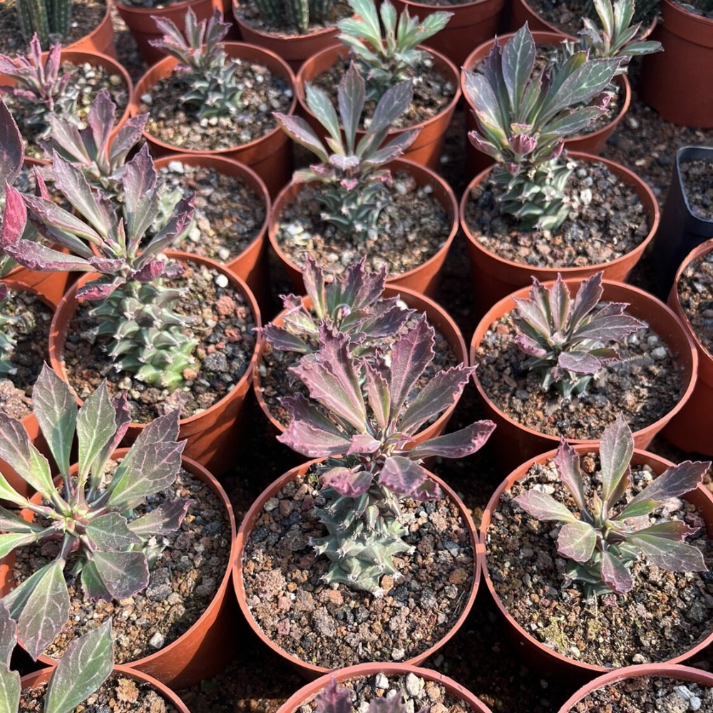 6-8cm Monadenium guentheri