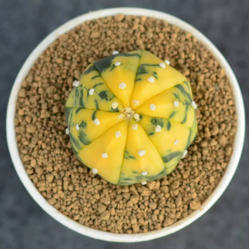 3cm 1PCS Astrophytum Asterias Yellow Variegated