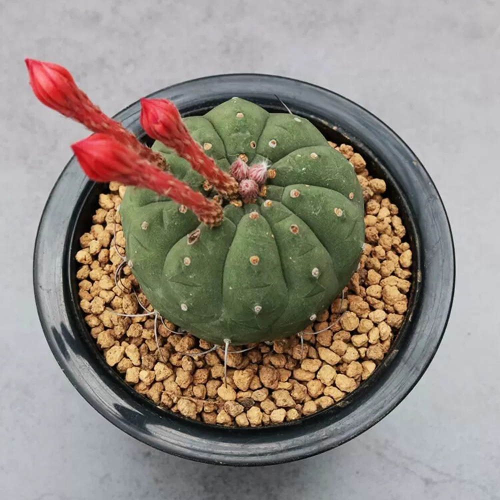 4cm Matucana madisoniorum