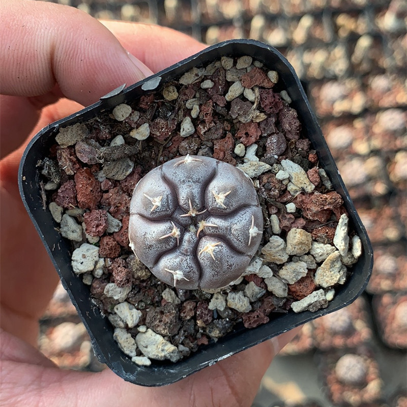 3cm Gymnocalycium Prochazkianum