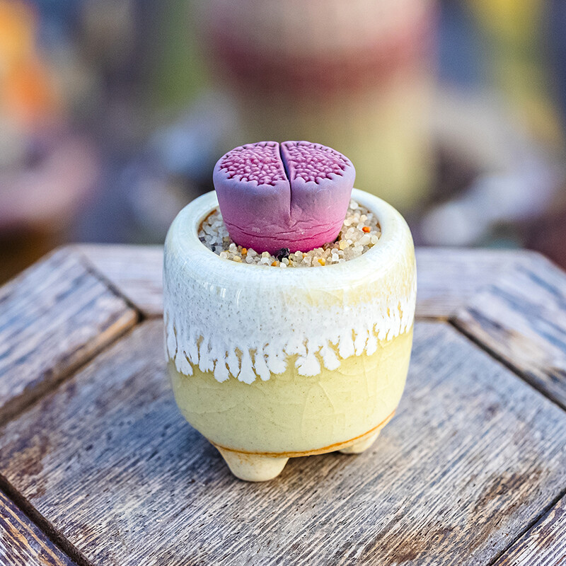 1.5-2cm Lithops Hallii Purple