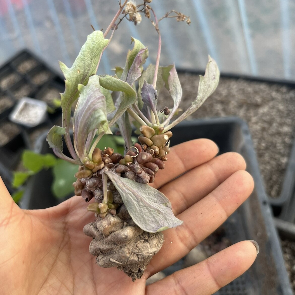 5-7cm Othonna Herrei Triste