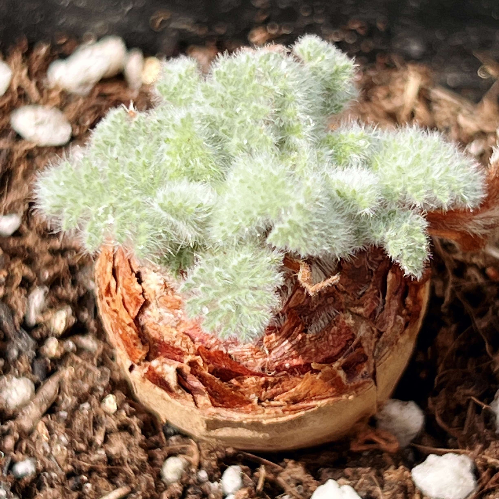 2-2.5cm Pelargonium Appendiculatum Triste