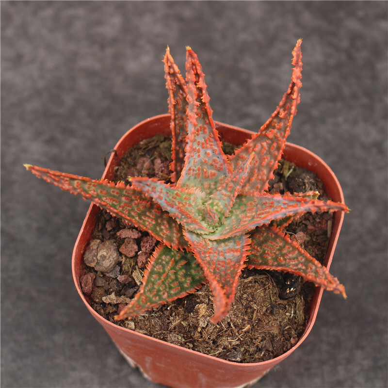 7-8cm Aloe Christmas Carol