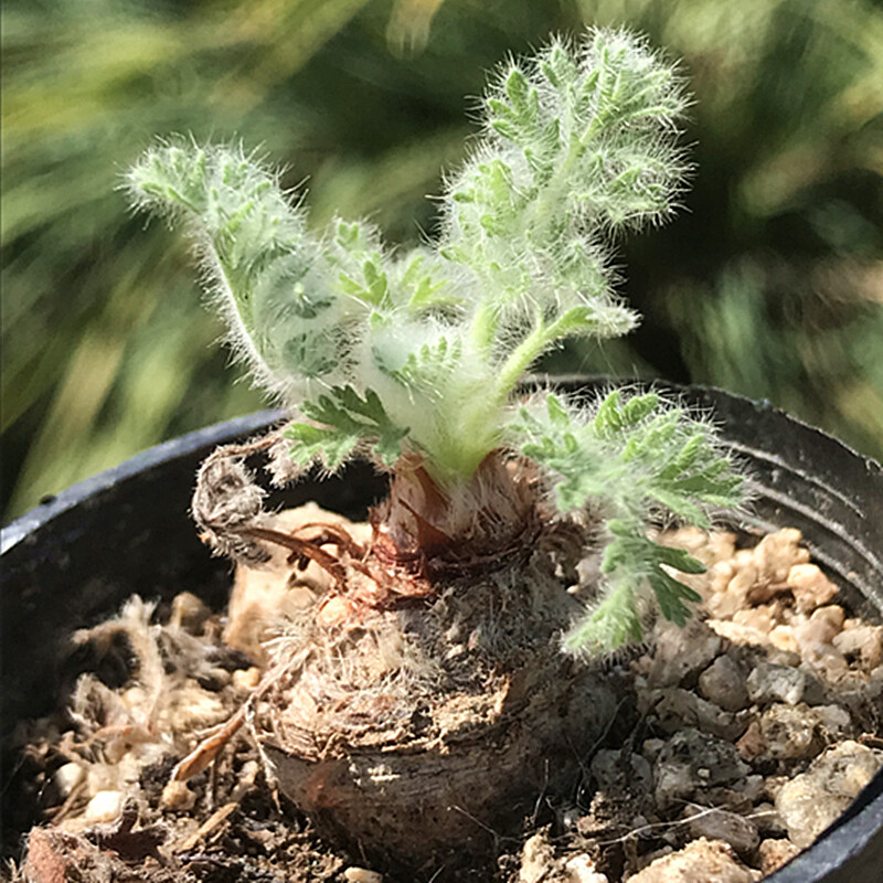 2-2.5cm Pelargonium Appendiculatum Triste