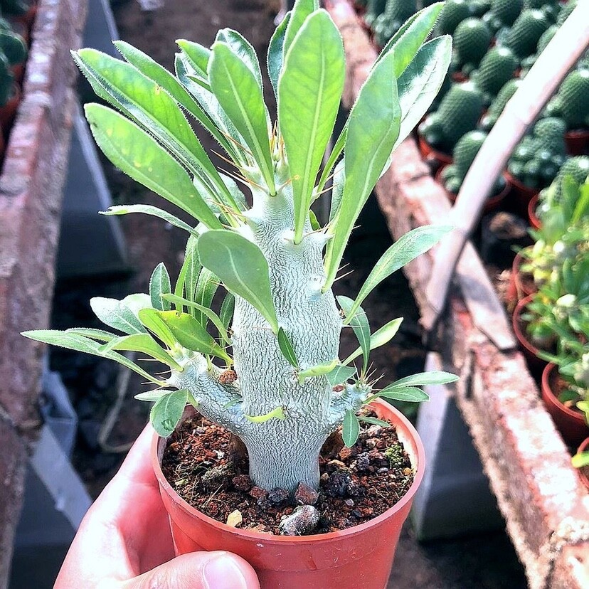 7-8cm Pachypodium saundersii
