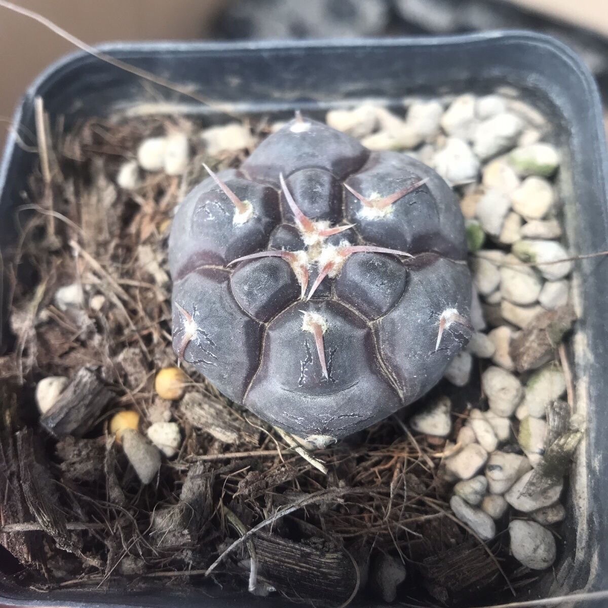 3cm Gymnocalycium Prochazkianum