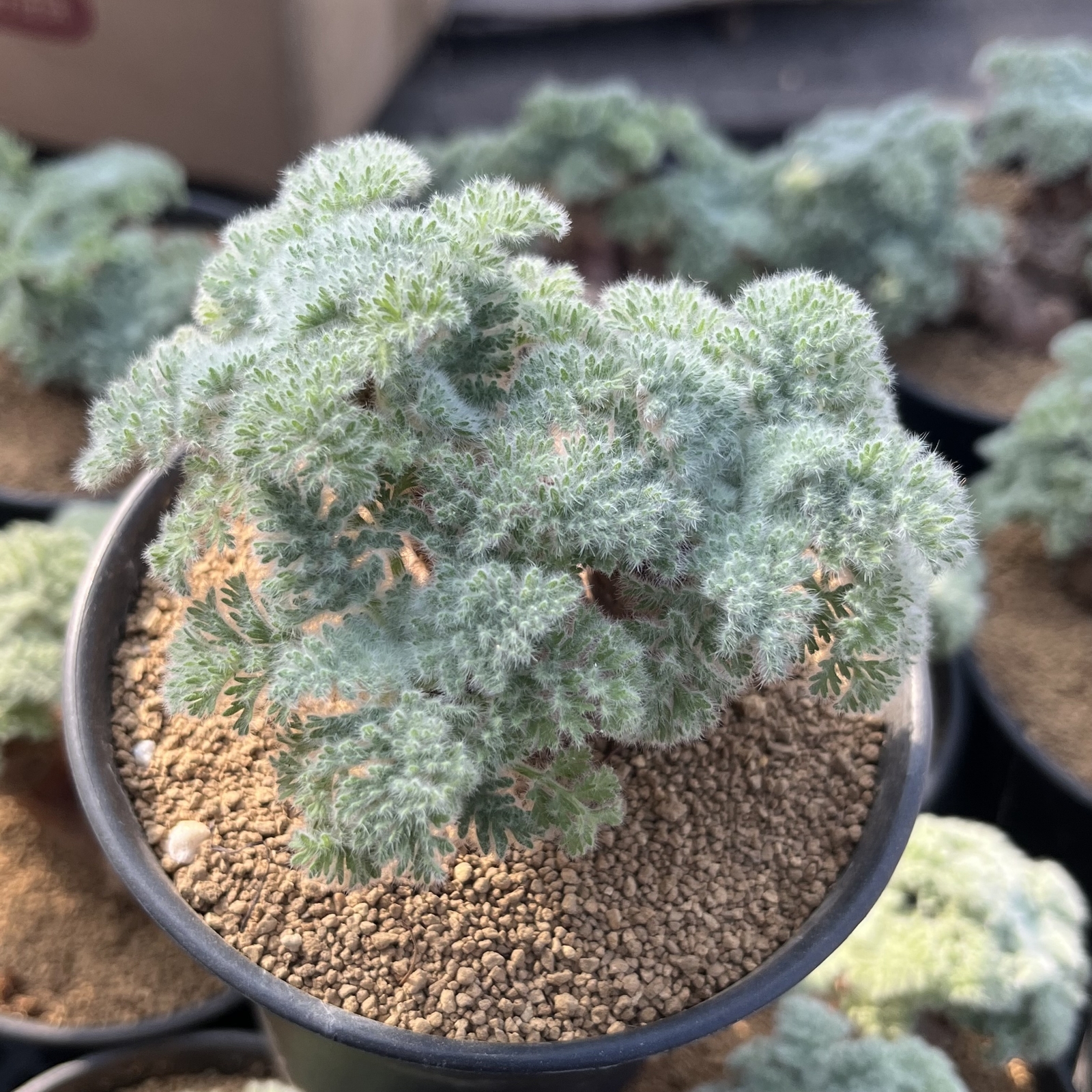 2-2.5cm Pelargonium Appendiculatum Triste