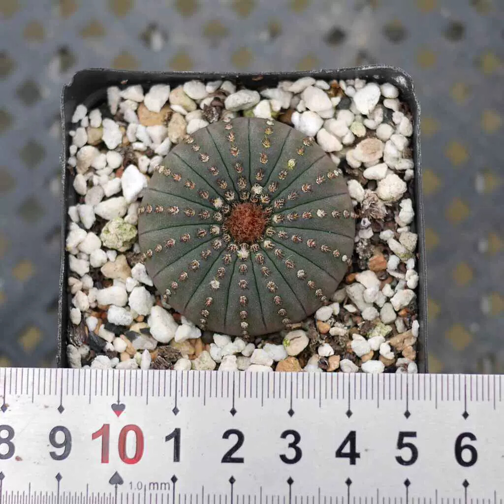 3CM Frailea asterioides
