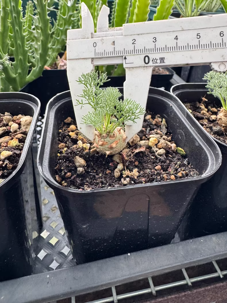 1.5CM Monsonia Peniculina