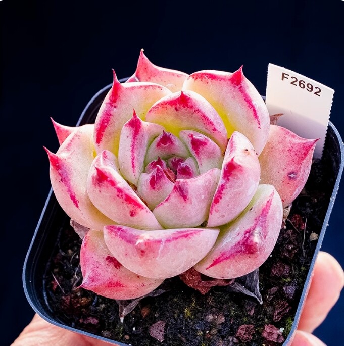 4cm Echeveria 'Honey pink'