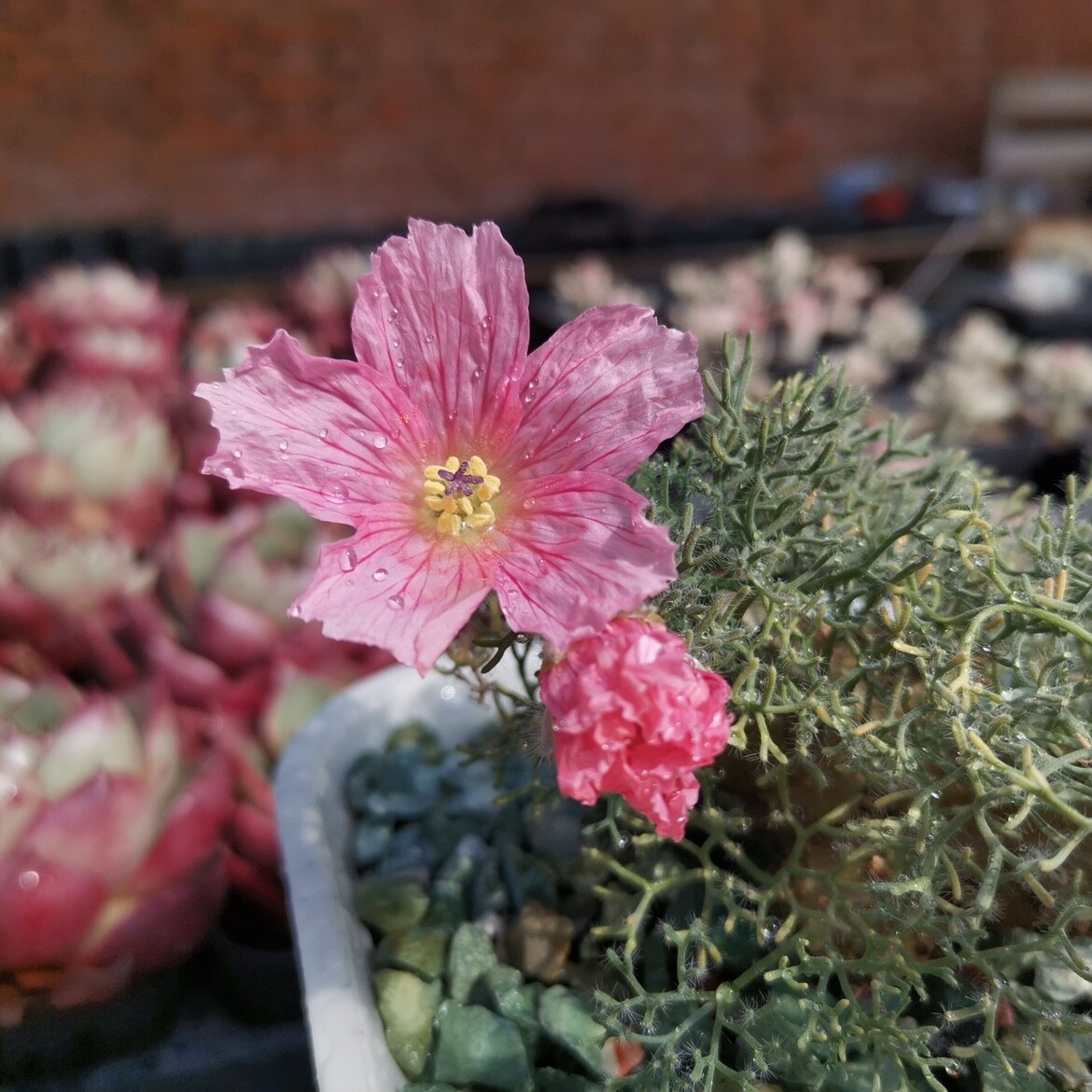 1.5CM Monsonia Peniculina