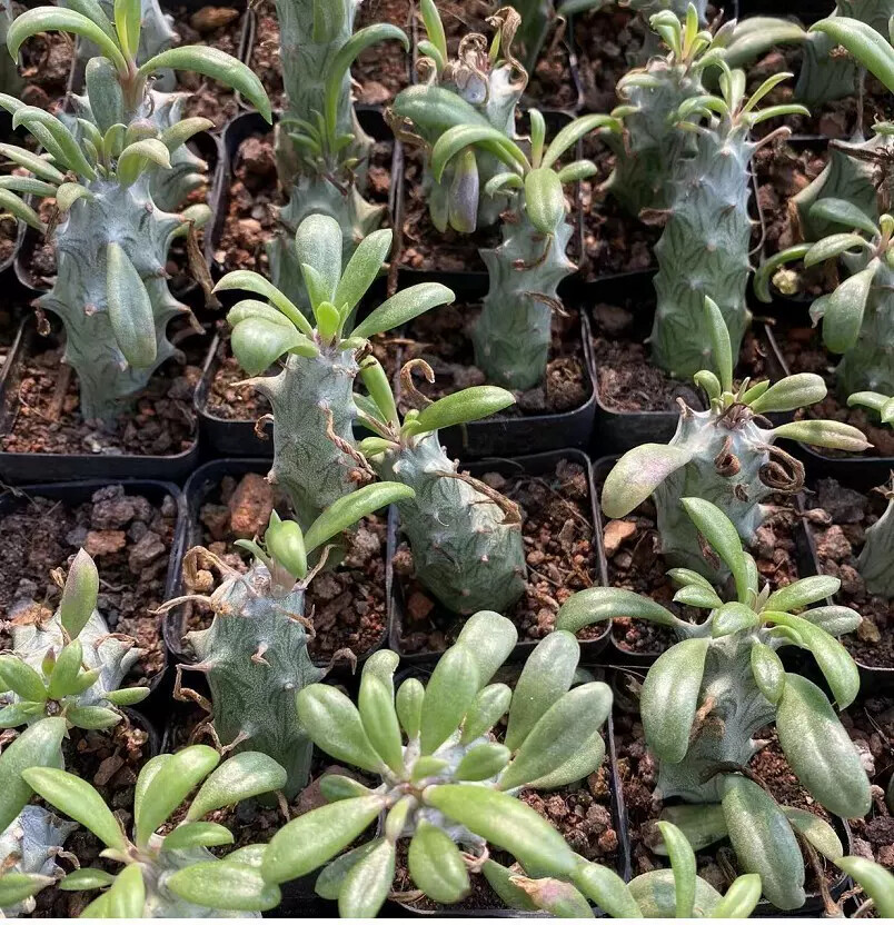 6-8CM Senecio mweroensisssp