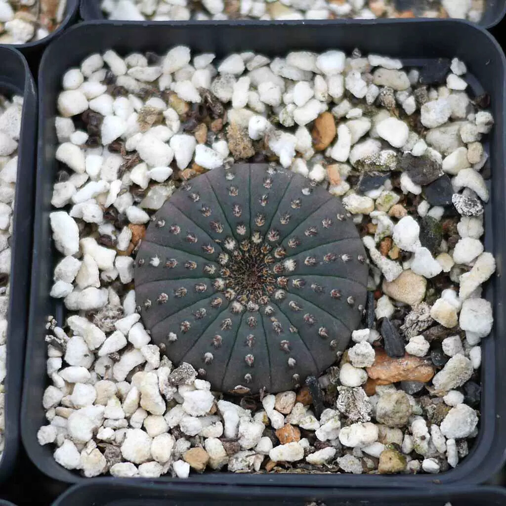 3CM Frailea asterioides