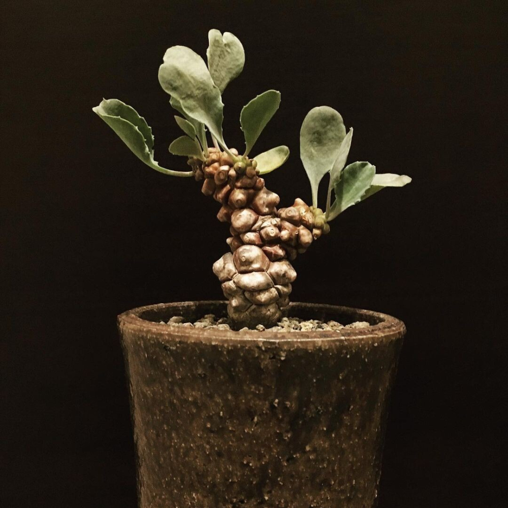 5-7cm Othonna Herrei Triste