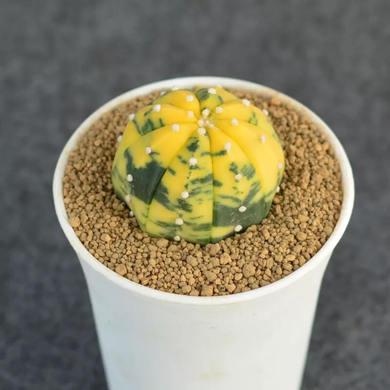 3cm 1PCS Astrophytum Asterias Yellow Variegated