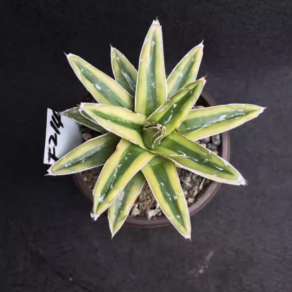7-8cm Agave victoriae-reginae Kizan