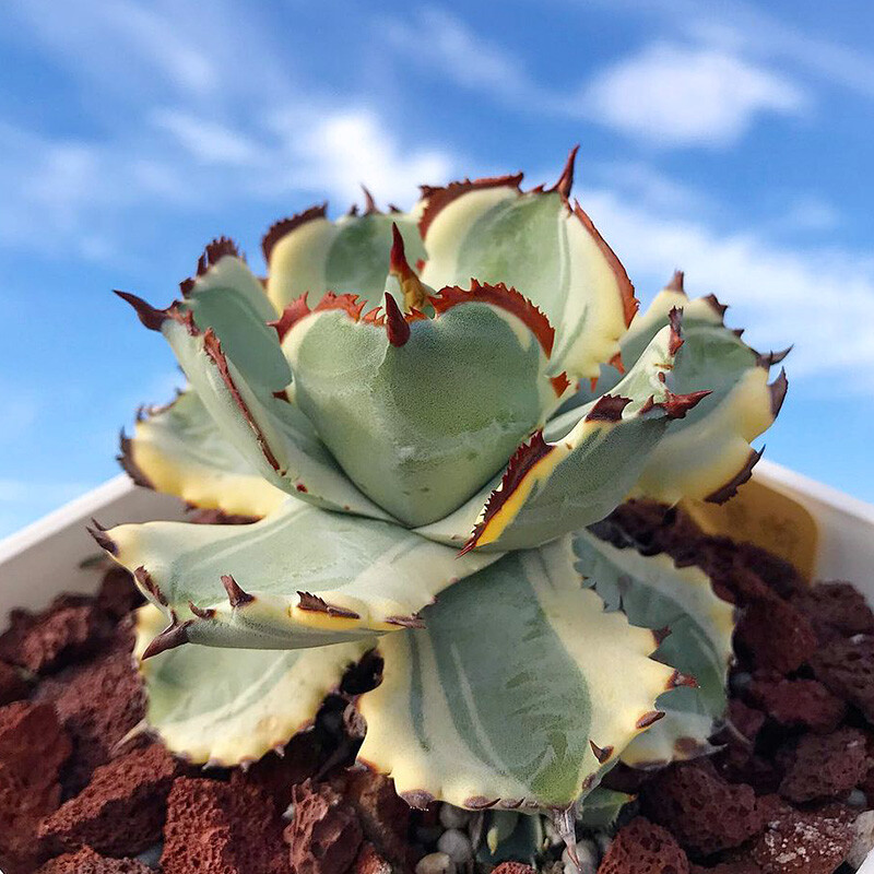 7-8cm Agave Isthmensis Variegated