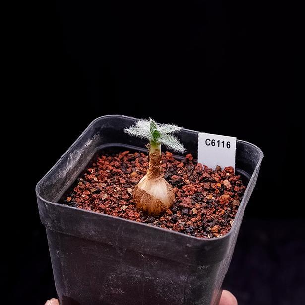 1.5-2cm Gethyllis Barkerae