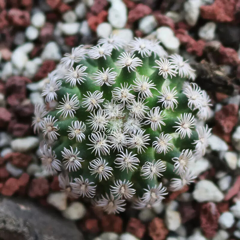 2-3CM Mammillaria hernandezii