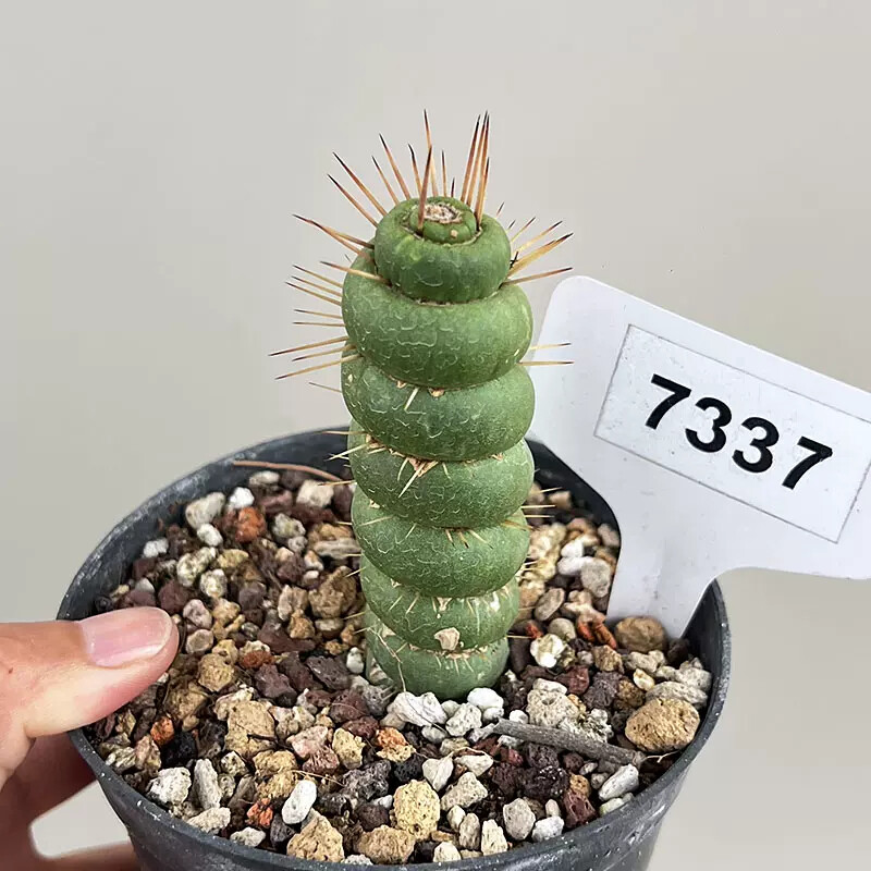 8-10cm SEulychnia castanea