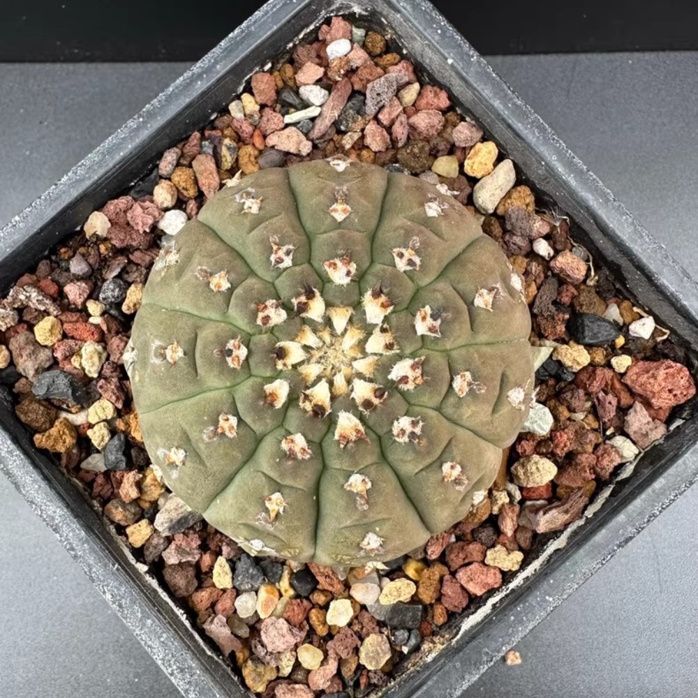 6-7cm Gymnocalycium Vatteri