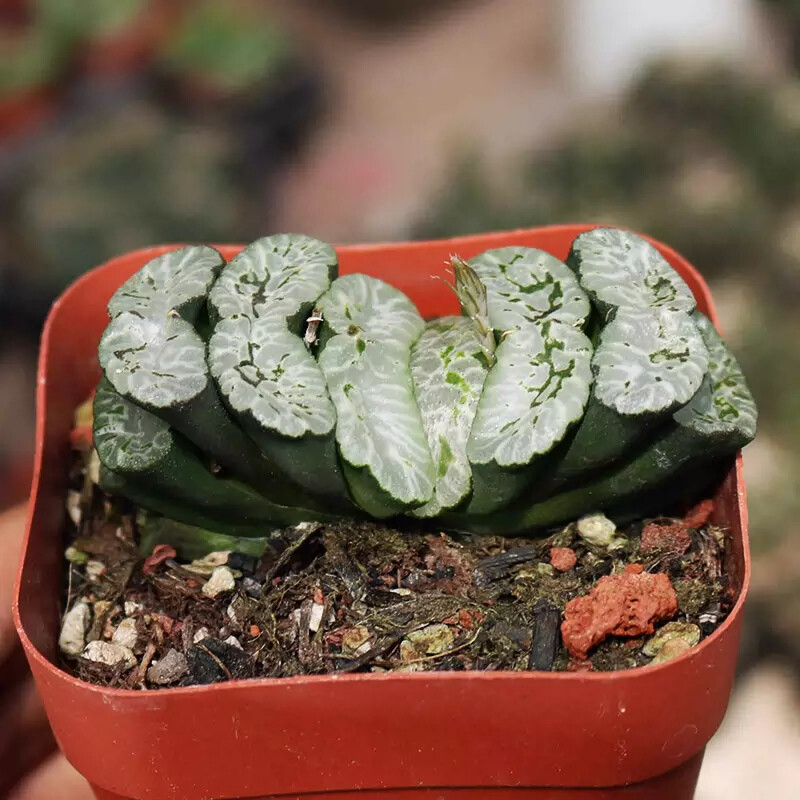 6CM Haworthia truncata tortoise