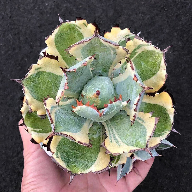 7-8cm Agave Isthmensis Variegated