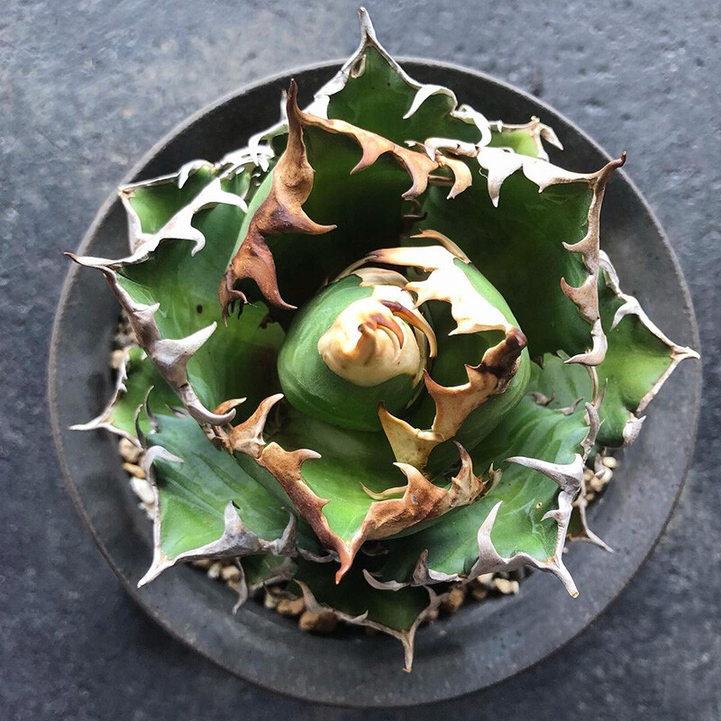 8-10cm 1PCS Agave Redcat Weazle