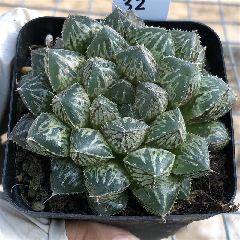 4CM 1PCS Haworthia hybrid‘Mirrorball’(Big leaf)