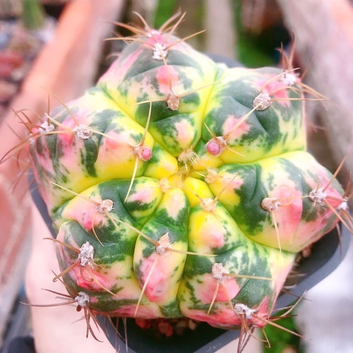 6-7cm Gymnocalycium Denudatum Variegated