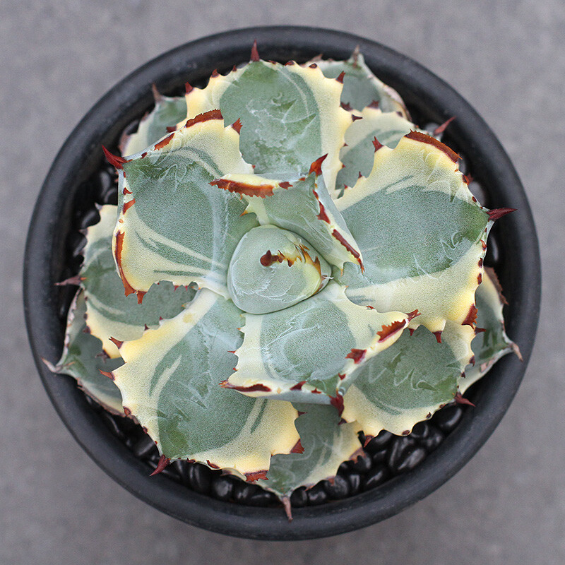 7-8cm Agave Isthmensis Variegated