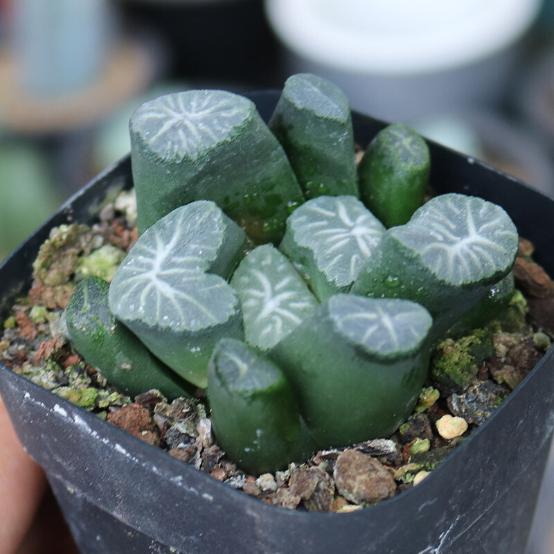 5cm Haworthia Maughanii Hakucho